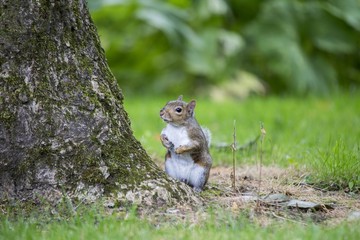 Grey Squirrel (Sciurus carolinensis)