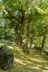 Fototapeta na wymiar Foliage, old and ancient chestnut forest in the province of Zamo