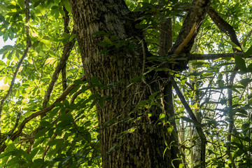 Fototapeta premium old and ancient chestnut forest in the province of Zamora, Spain