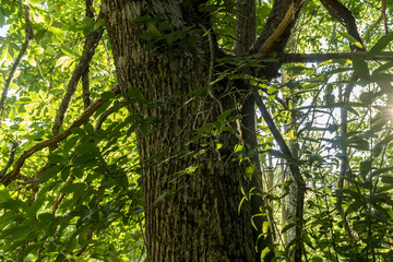 Obraz premium old and ancient chestnut forest in the province of Zamora, Spain