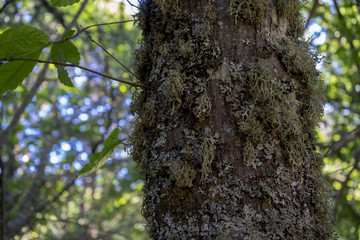 Fototapeta premium Fall, old and ancient chestnut forest in the province of Zamora,