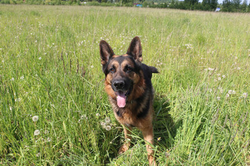 Dog german shepherd on the field in summer day