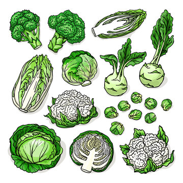 Sketch of healthy fresh vegetables with cabbage, broccoli, cauliflower, brussels sprouts, kohlrabi, isolated on white background