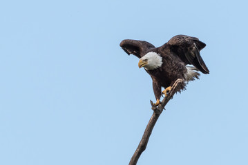 Bald Eagle Landing on a Tree Limb
