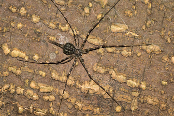 This is a photo of a spider, was taken in XiaMen botanical garden, China.