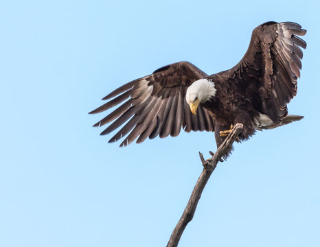 Bald Eagle Landing on a Tree Limb