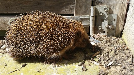 Igel auf Wanderschaft