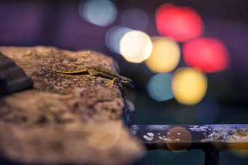 small lizard try to eat an insect on bokeh light