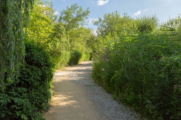Chemin dans le marais