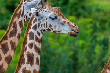 Fototapeta na wymiar Giraffen in Nahaufnahmen und von Kopf bis Hals 