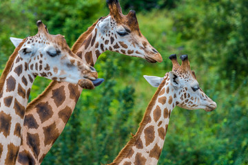Giraffen in Nahaufnahmen und von Kopf bis Hals 