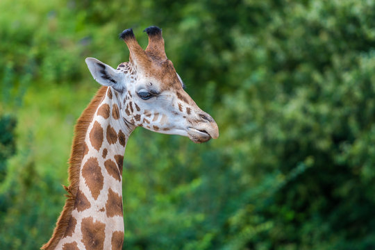 Giraffen in Nahaufnahmen und von Kopf bis Hals 