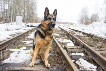 German shepherd dog on the railway road