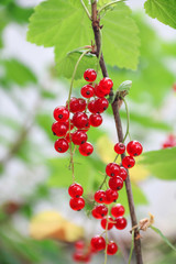 Bunch red currant