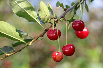 Ripe cherry on branch