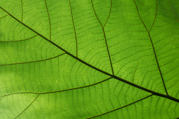 Fototapeta na wymiar Teak leaf