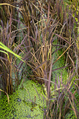 Rice field, rice plant, multiple rice, color rice, purple rice plant.