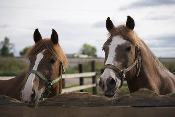 Obraz premium Лошадь 