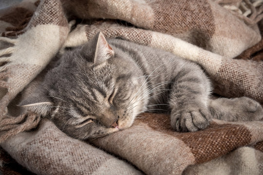  lovely fluffy cat sleeps in a plaid