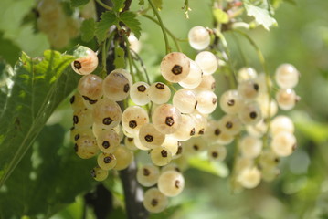 white currants ripe juicy berry, selective focus - 118180466
