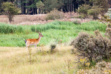 Fallow deer in nature