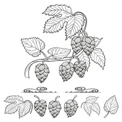 Hops set. Collection of hop decorative elements, leaves and cones, for your design. Sketch vector illustration. 