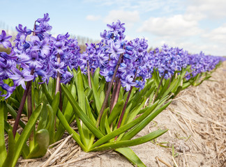 Fototapeta premium hyacinths from Amsterdam