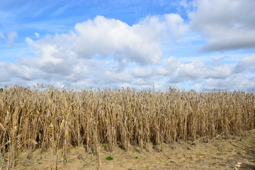 Erntereifes Weizenfeld