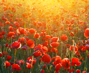 Obraz premium Poppies