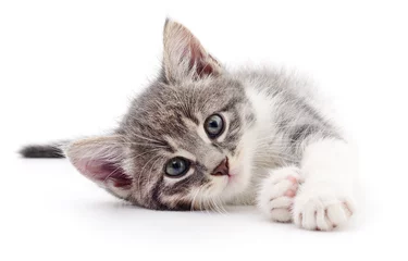 Photo sur Aluminium Chat Kitten on white background.