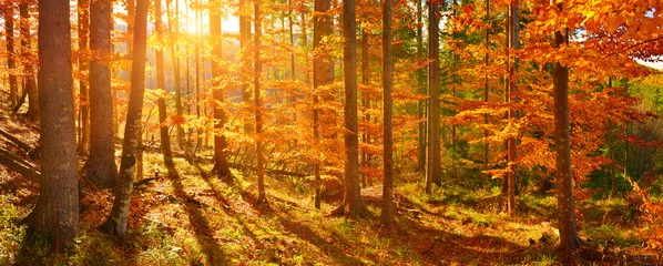 Deurstickers Herfst bos © denis_333