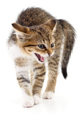 Kitten on white background.