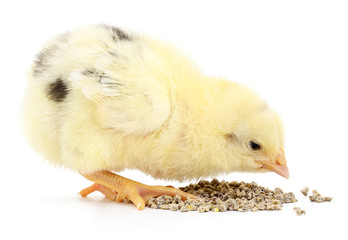 Baby chicken having a meal