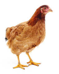 Brown hen isolated.