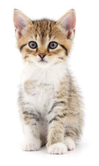 Kitten on white background.