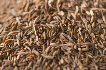 Caraway dried seeds, aroma herb for Indian food.