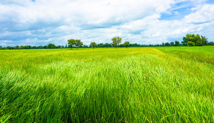 Fototapeta premium rice green field and sky with clouds background