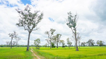 Fototapeta na wymiar big trees on rice green field and sky with clouds