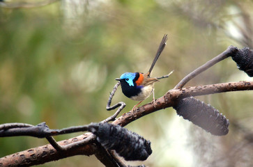 Australian male variegated fairy wren (Malurus lamberti) perched on a Banksia tree branch in the Australian bush, Royal national Park, Sydney.
