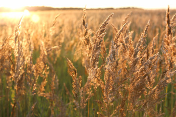 Sunset and field of yellow grass. Golden light