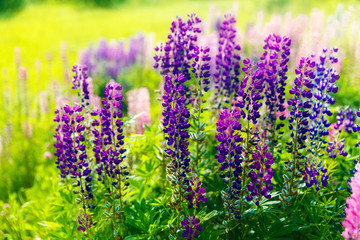 Obraz premium Colorful flowers in field at sunset.