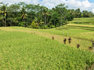 Landschaftsaufnahme von balinesischen Feldern auf denen Reis angebaut wird