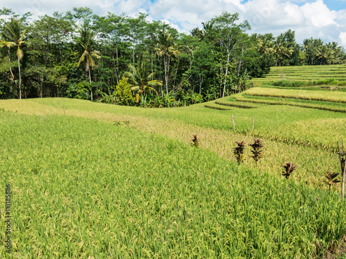 &amp;quot;Landschaftsaufnahme von balinesischen Feldern auf denen Reis angebaut ...