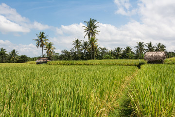 Landschaftsaufnahme von balinesischen Feldern auf denen Reis angebaut wird mit Hütten