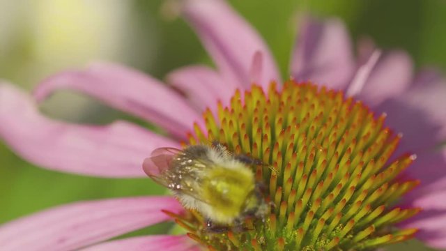 Bumblebee on a Echinacea flower