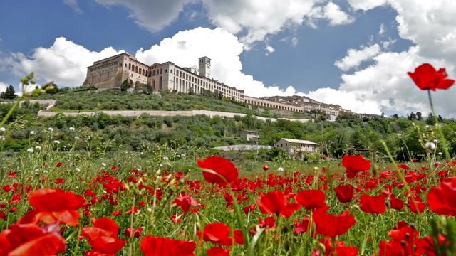 View of the city of Assisi from a field of poppies