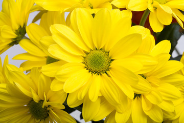 Close up of the yellow chrysanthemum flowers