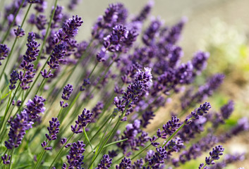 Garden with the flourishing lavender