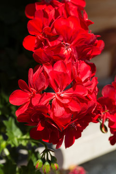 Red pelargonium (geranium) flower, blooming in a garden