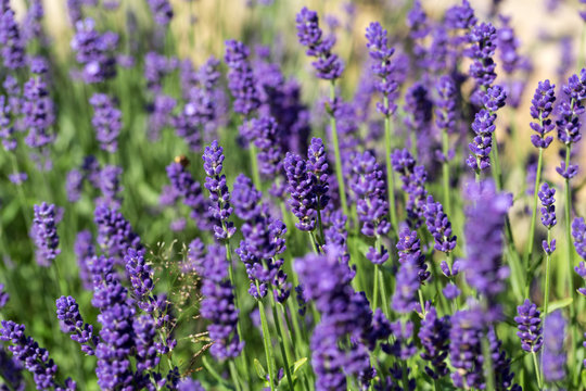 Gardens with the flourishing lavender © wjarek